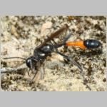 Ammophila sabulosa - Sandwespe 64x Sandwespe-beim-Nestverschluss-Sandgrube-Niedringhaussee.jpg